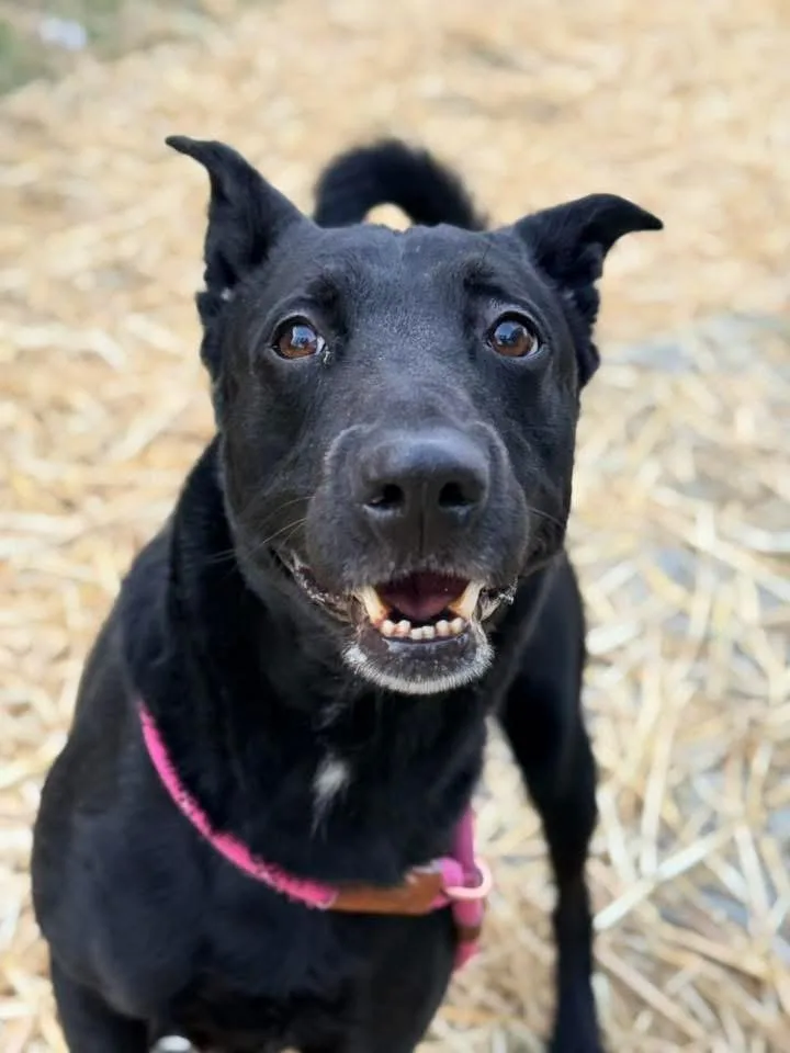 An adult medium-sized male Black German Shepherd Dog dog named Tristan for adoption in Chicago, IL