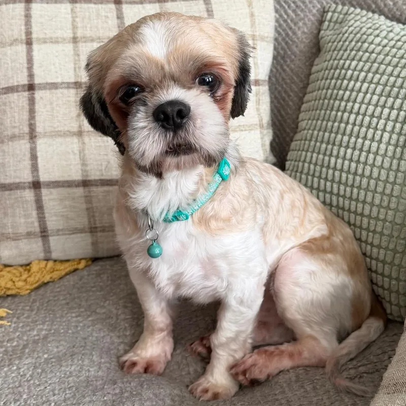 An adult small-sized male Shih Tzu dog named Oliver for adoption in Cincinnati, OH