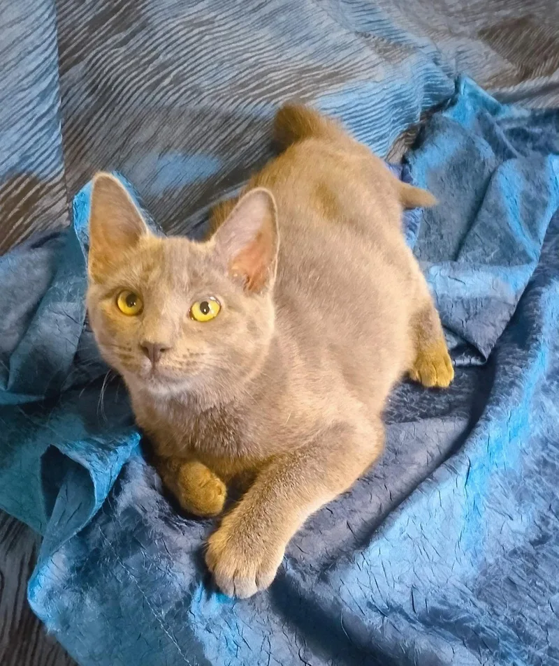 A baby medium-sized female Domestic Short Hair cat named Little Biscuit for adoption in Thorofare, NJ