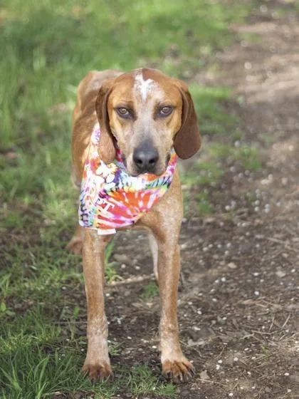 An adult medium-sized male Brown / Chocolate Hound dog named Pupperoni for adoption in Hamilton, OH