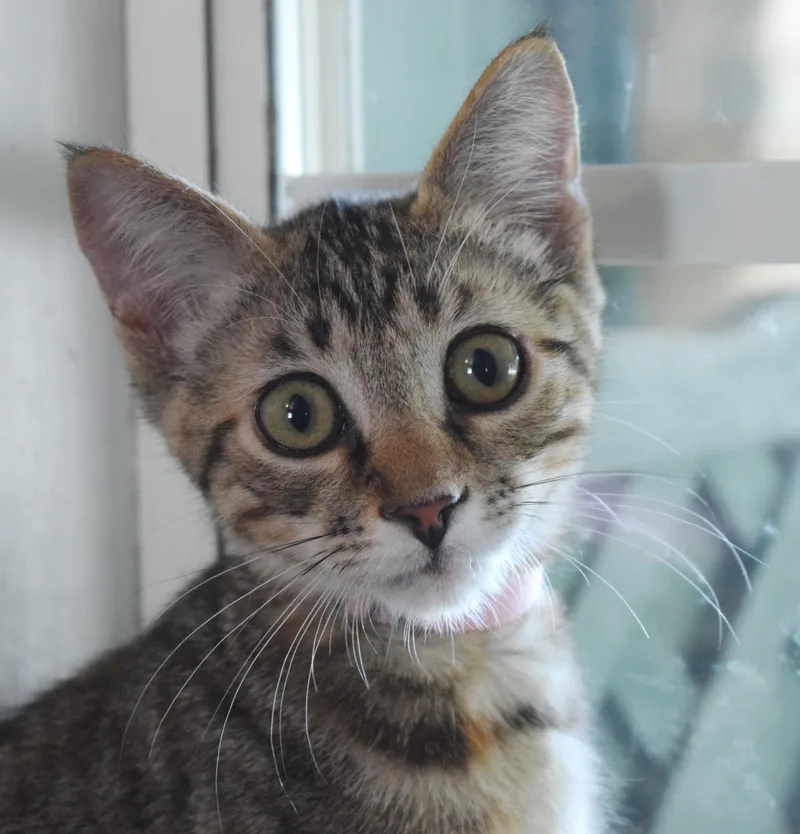 A baby medium-sized female Tabby (Gray / Blue / Silver) Domestic Short Hair cat named Mink for adoption in Bulverde, TX