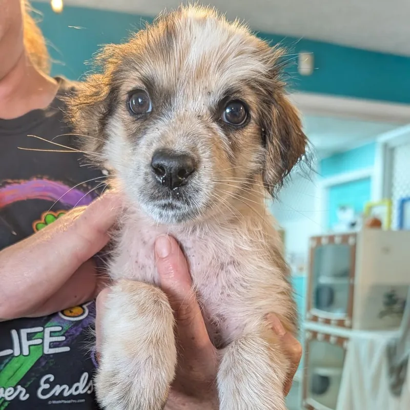 A baby small-sized female Australian Cattle Dog / Blue Heeler dog named Winnie for adoption in Jefferson city, TN