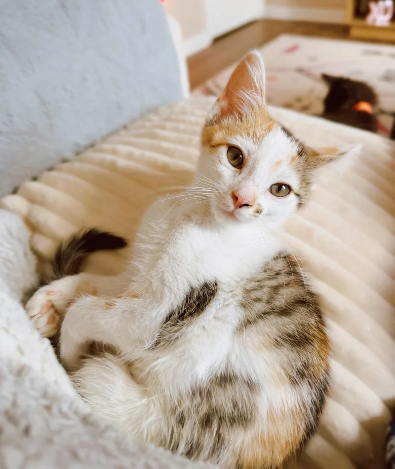 A baby medium-sized female Calico cat named Peachy for adoption in Georgetown, KY