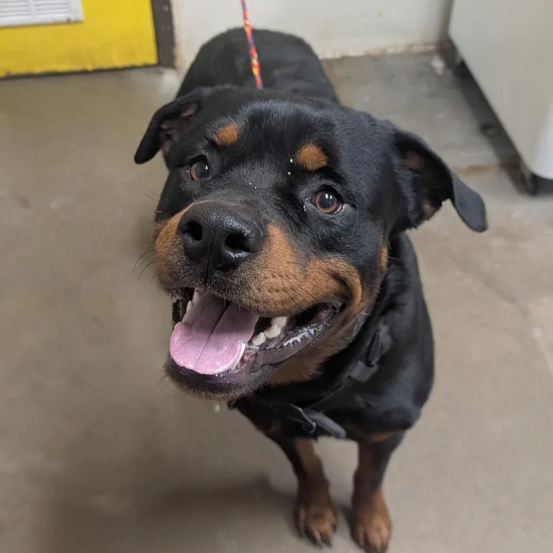 An adult large-sized male Black Rottweiler dog named Wilt Chamberlain for adoption in Bryan, TX