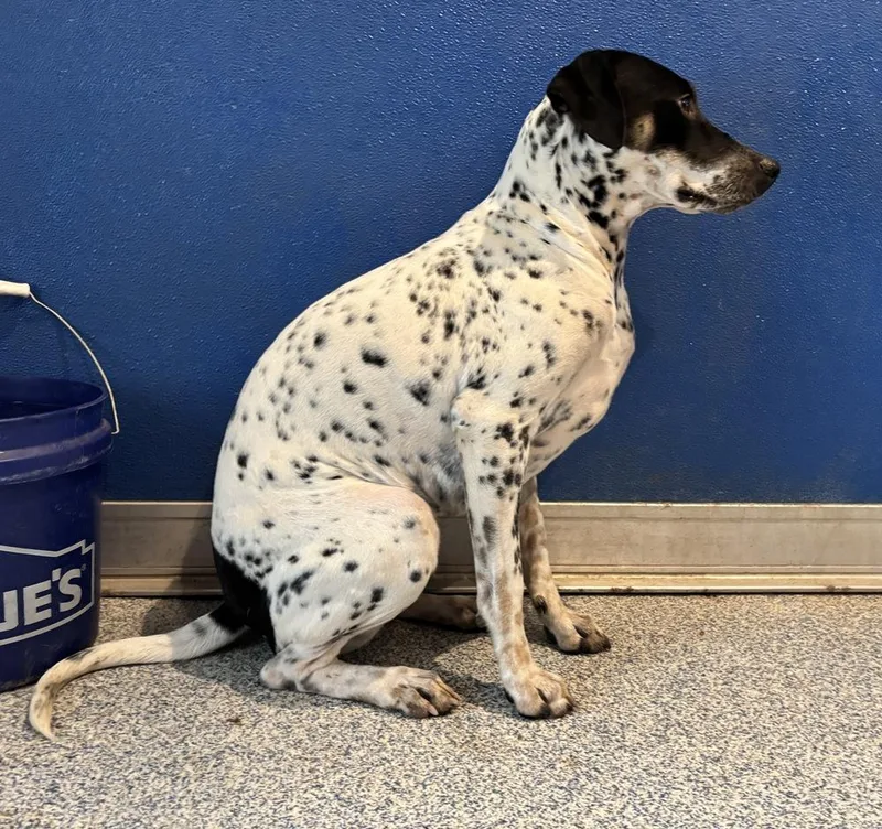 An adult medium-sized female Tricolor (Brown, Black, & White) Australian Cattle Dog / Blue Heeler dog named Poppie for adoption in Bartlesville, OK