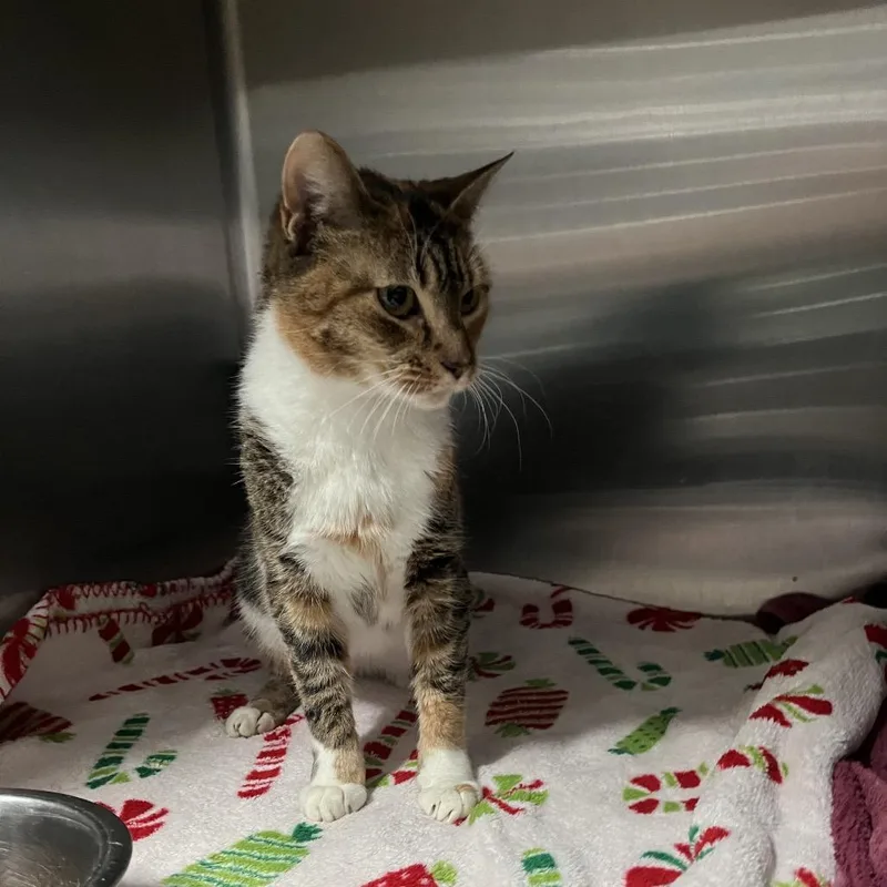 An adult medium-sized female Torbie Domestic Short Hair cat named Mini for adoption in Lakeland, FL