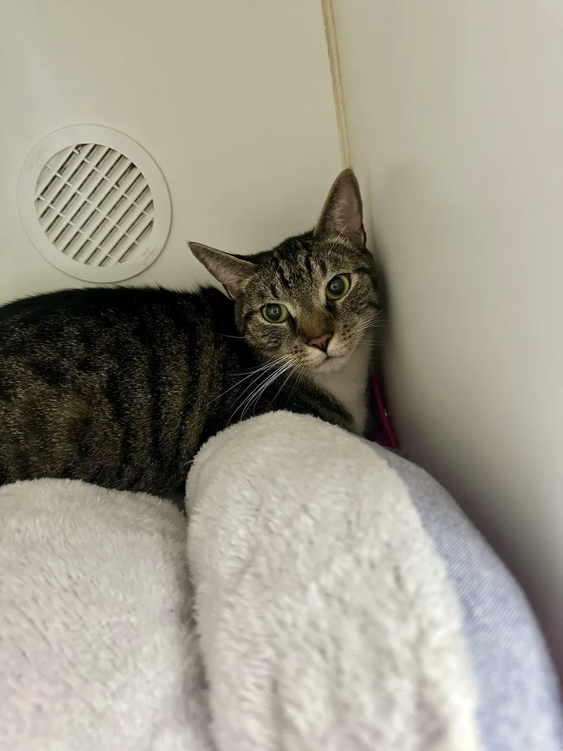 An adult large-sized male Domestic Short Hair cat named Dooms for adoption in Reisterstown, MD