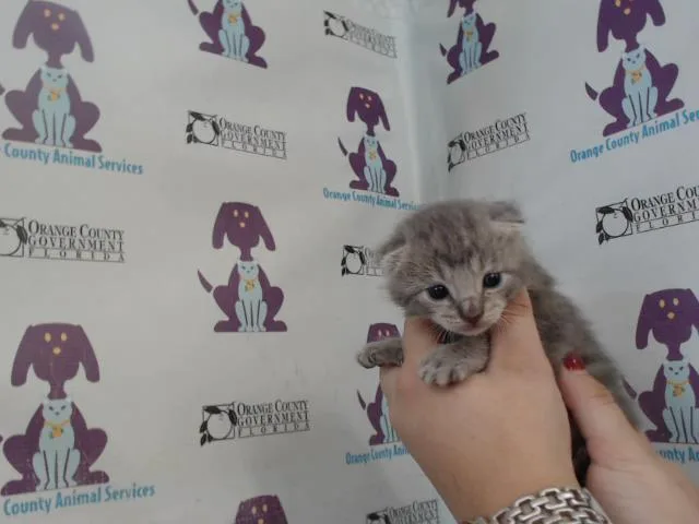 A baby small-sized male Domestic Short Hair cat named Diego for adoption in Orlando, FL