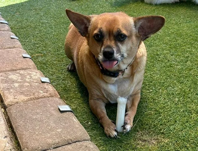 An adult small-sized male Chihuahua dog named Jasper for adoption in Manchester, TN