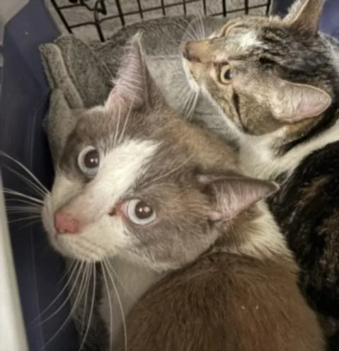 An adult large-sized male Domestic Short Hair cat named Tom for adoption in Los Angeles, CA