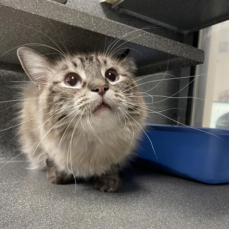 An adult small-sized male Domestic Long Hair cat named Frosty for adoption in Rexburg, ID