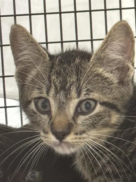 A baby small-sized male Domestic Short Hair cat named Pickle for adoption in Fort Lauderdale, FL