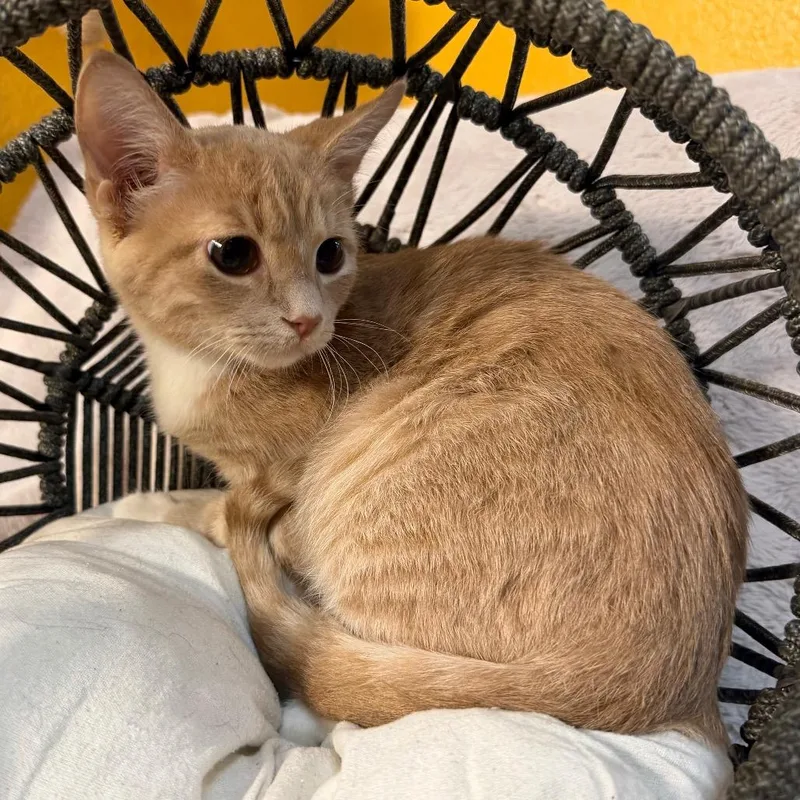A baby small-sized male Domestic Short Hair cat named Mango for adoption in Flower Mound, TX