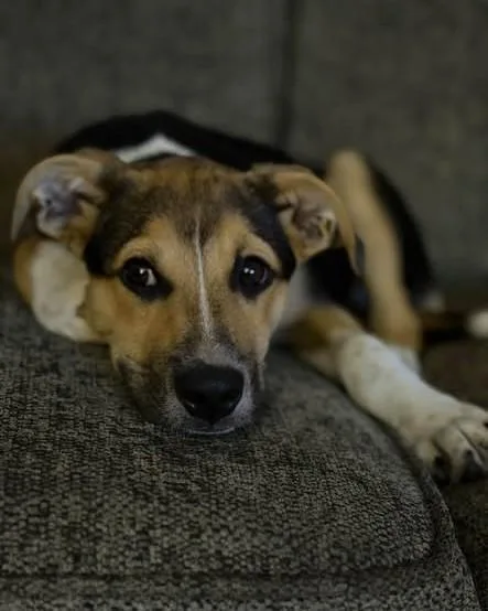 A baby medium-sized female Tricolor (Brown, Black, & White) Australian Shepherd dog named Mocha for adoption in Seneca, PA