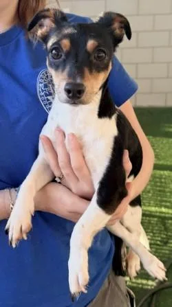 A young small-sized female Jack Russell Terrier dog named Pixie for adoption in Murphy, TX