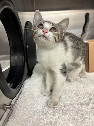 A baby small-sized female Domestic Short Hair cat named Carmen for adoption in Honolulu, HI