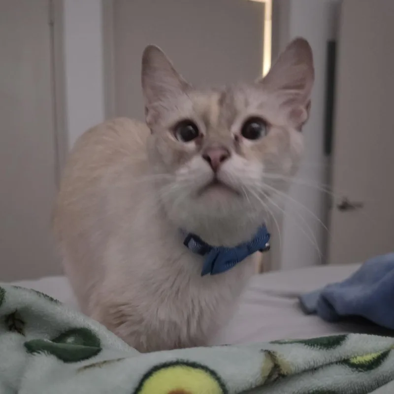 Delilah