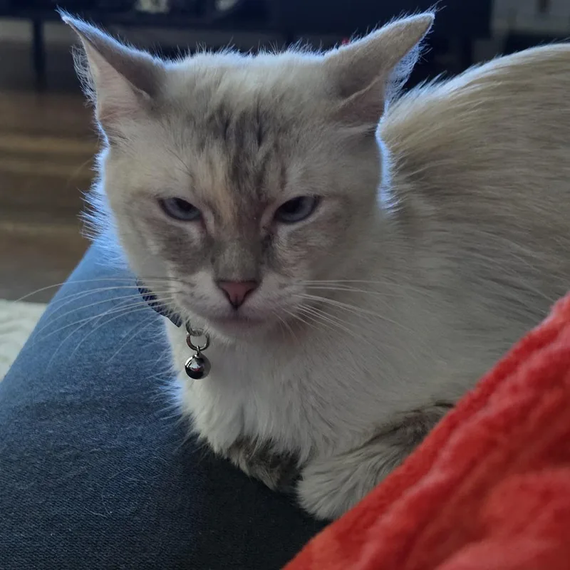 Delilah thumbnail 5