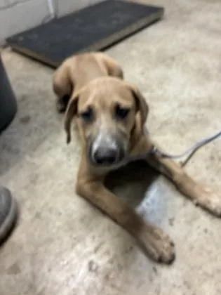 A baby medium-sized male German Shepherd Dog dog named Dino for adoption in Gainesville, FL