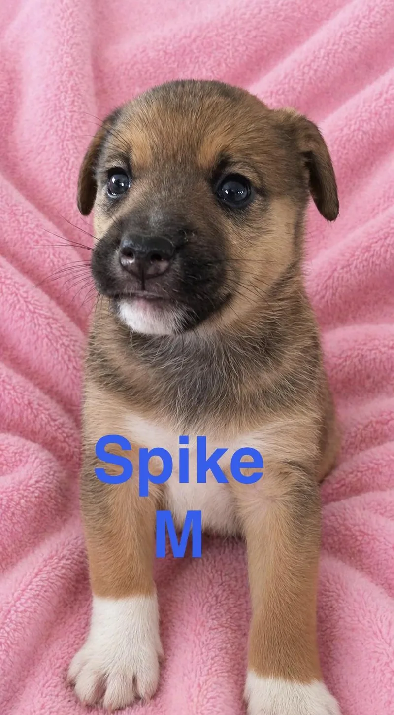 Spike