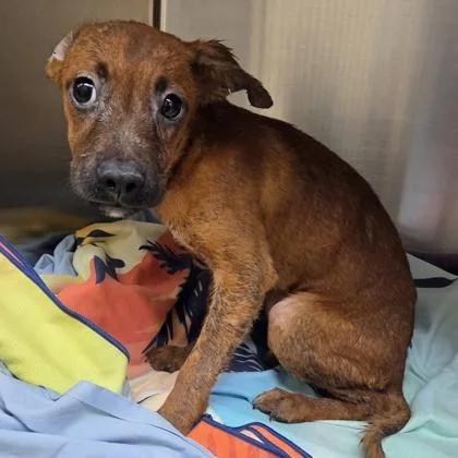 An adult medium-sized female Mixed Breed dog named Lottie for adoption in Merriam, KS