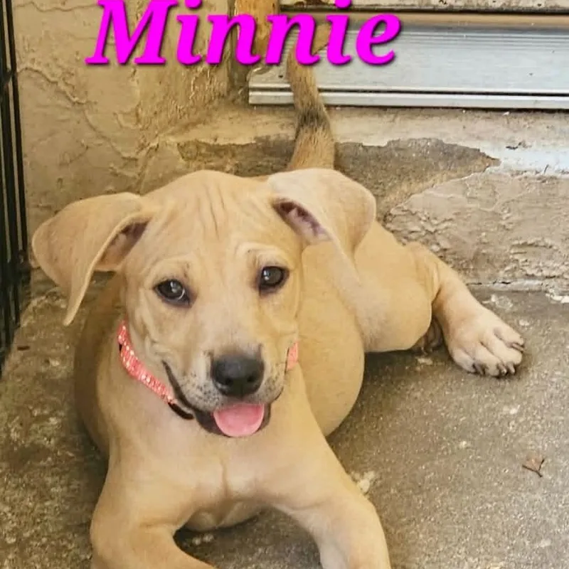 Minnie thumbnail 6