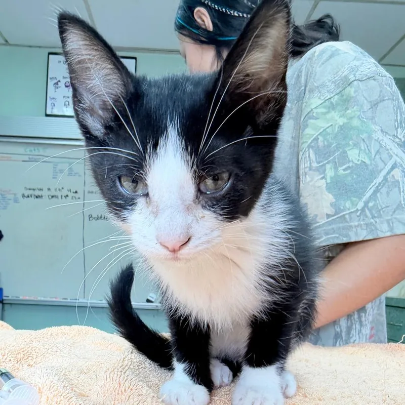 A baby small-sized male Domestic Short Hair cat named Archer for adoption in West Point, MS