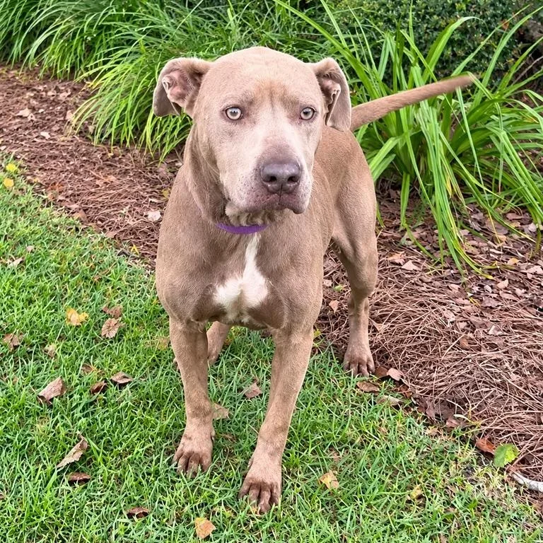 A young medium-sized female Pit Bull Terrier dog named Sparkle for adoption in Valdosta, GA