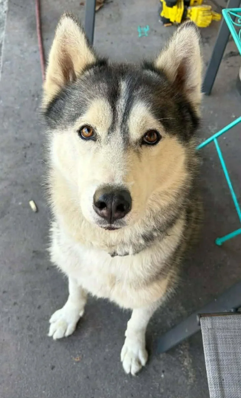 An adult medium-sized male Siberian Husky dog named Shadow for adoption in Lakeland, FL