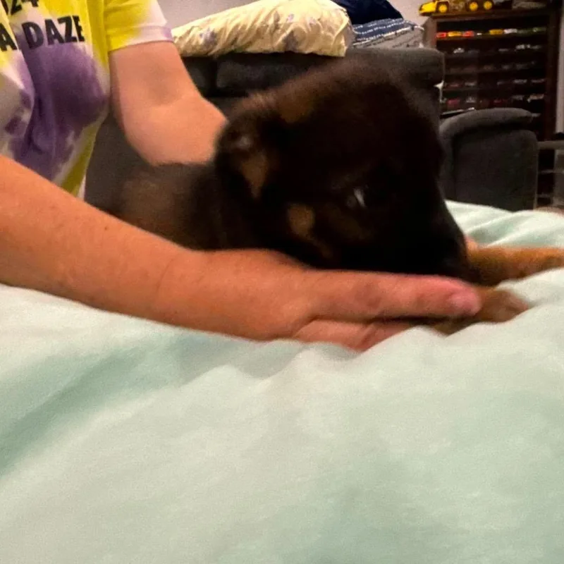 A baby medium-sized male Mixed Breed dog named Woody for adoption in Fredericksburg, VA