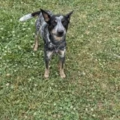 A young medium-sized female Gray / Blue / Silver Australian Cattle Dog / Blue Heeler dog named Cori for adoption in Garden City, NY