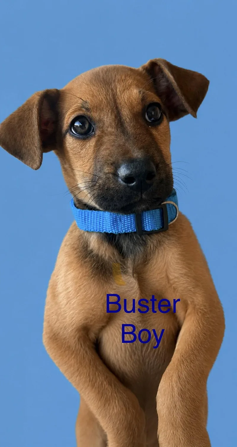 A young medium-sized male Mixed Breed dog named Buster for adoption in Union Beach, NJ
