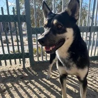An adult large-sized male German Shepherd Dog dog named Allen for adoption in Thousand Palms, CA