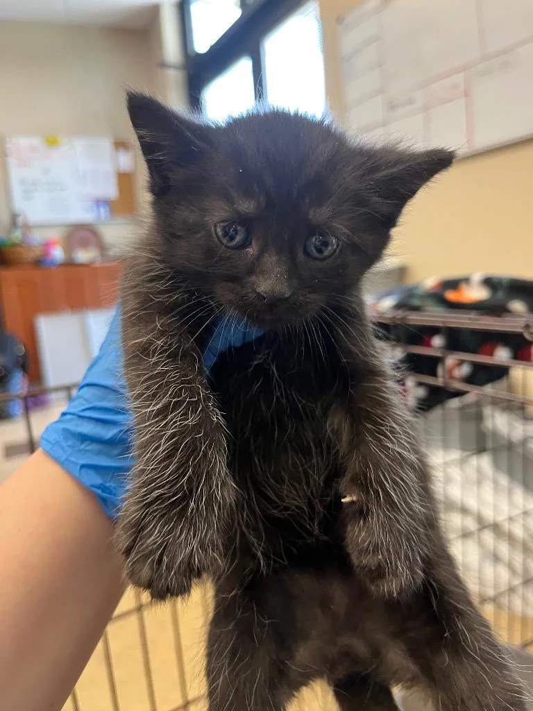 A baby medium-sized male Domestic Short Hair cat named Thor for adoption in Wintersville, OH