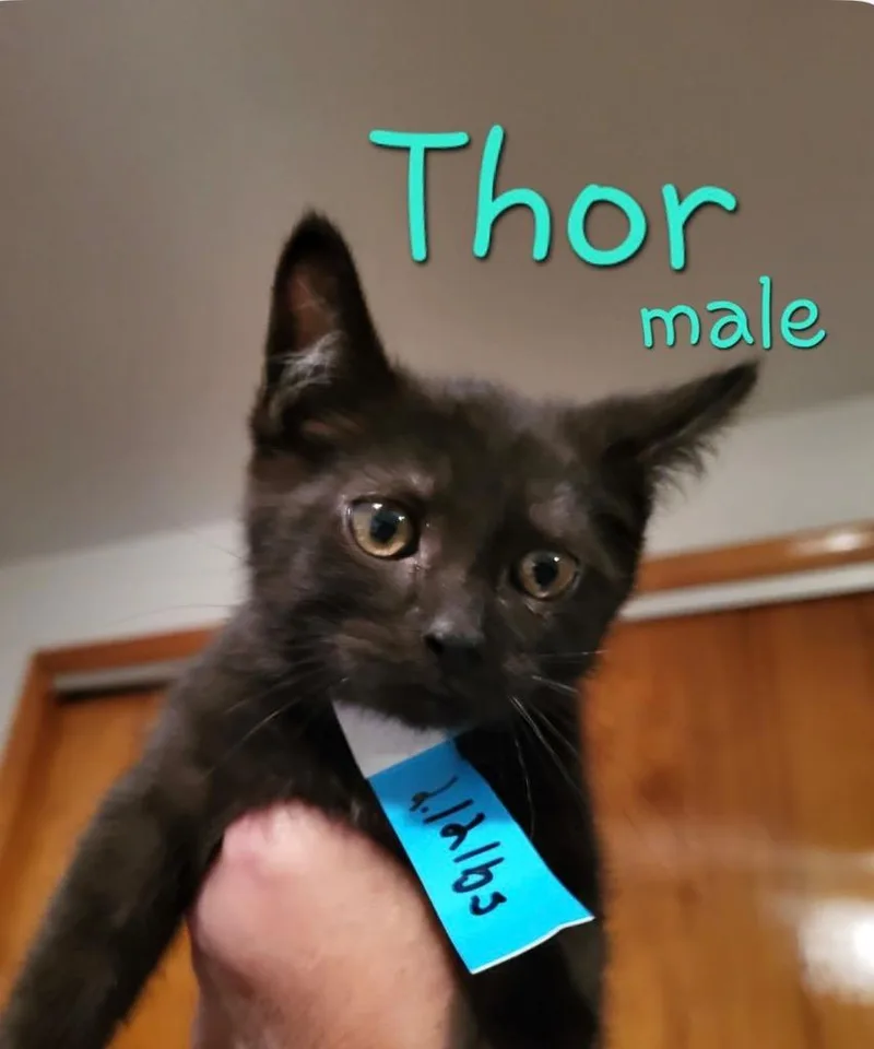 Thor thumbnail 2