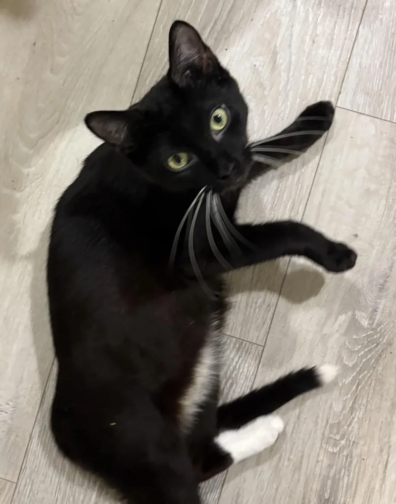 A young small-sized male Black American Shorthair cat named Tanker for adoption in Palm City, FL