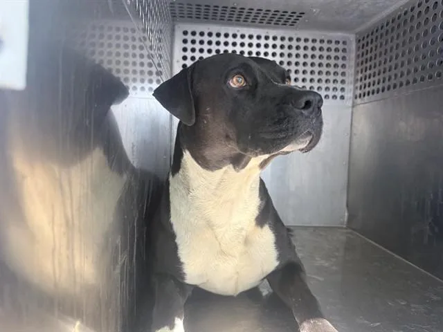 An adult large-sized male Pit Bull Terrier dog named Mason for adoption in Phoenix, AZ