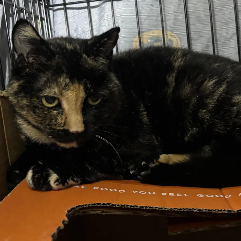 An adult medium-sized female Calico Domestic Short Hair cat named Leah for adoption in Pittsburgh, PA
