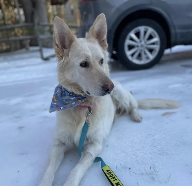 An adult large-sized female Apricot / Beige German Shepherd Dog dog named Maple for adoption in Richmond, VA