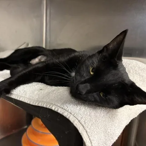 An adult medium-sized female Black Domestic Short Hair cat named Windsor for adoption in Braintree, MA