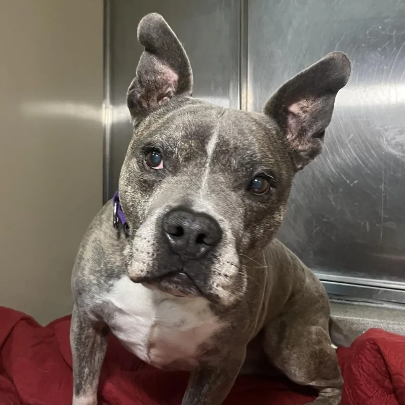 A senior large-sized male Brindle Terrier dog named Popcorn for adoption in Palm Springs, CA