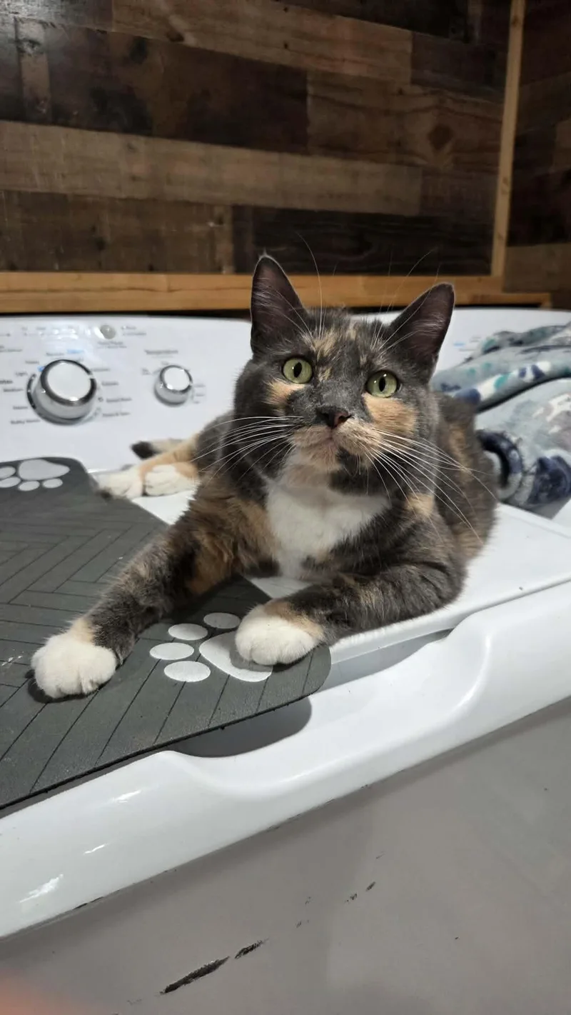 An adult medium-sized female Dilute Calico Domestic Short Hair cat named Pokey for adoption in Bloomsdale, MO