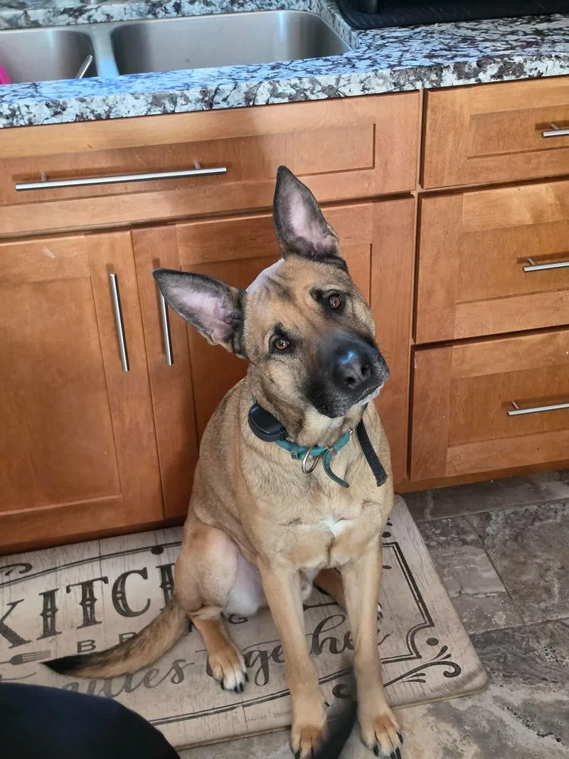 An adult medium-sized male German Shepherd Dog dog named Scooby Doo for adoption in GILBERTS, IL