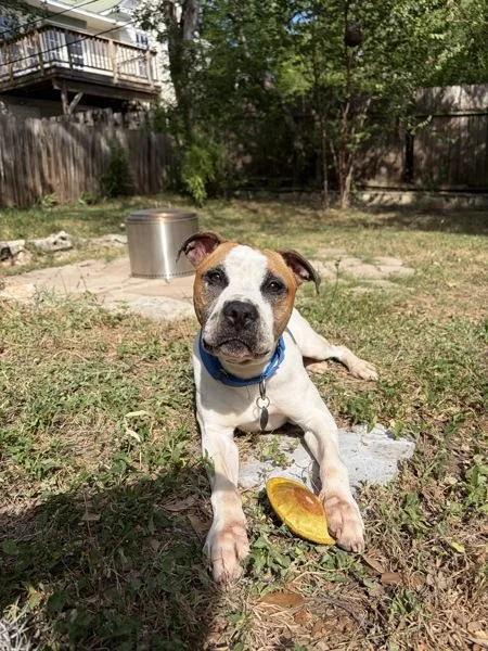 An adult medium-sized male Mixed Breed dog named Oakley for adoption in Austin, TX