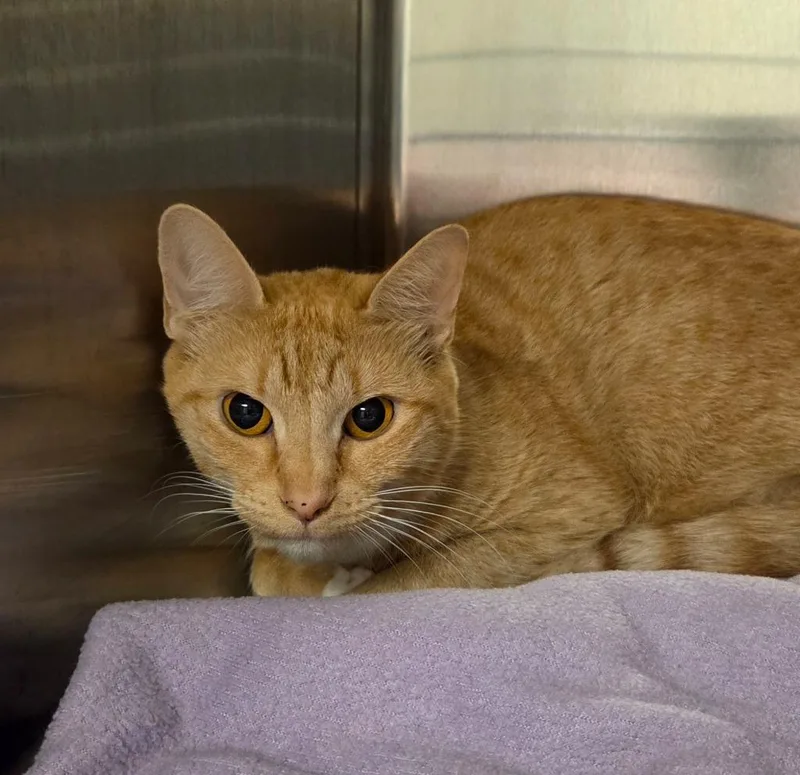An adult small-sized female Domestic Short Hair cat named Taffy for adoption in Ocala, FL