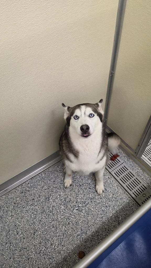 An adult medium-sized female Terrier dog named Aurora for adoption in Athens, TN