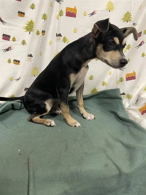 A baby medium-sized male Parson Russell Terrier dog named Kenny for adoption in Modesto, CA