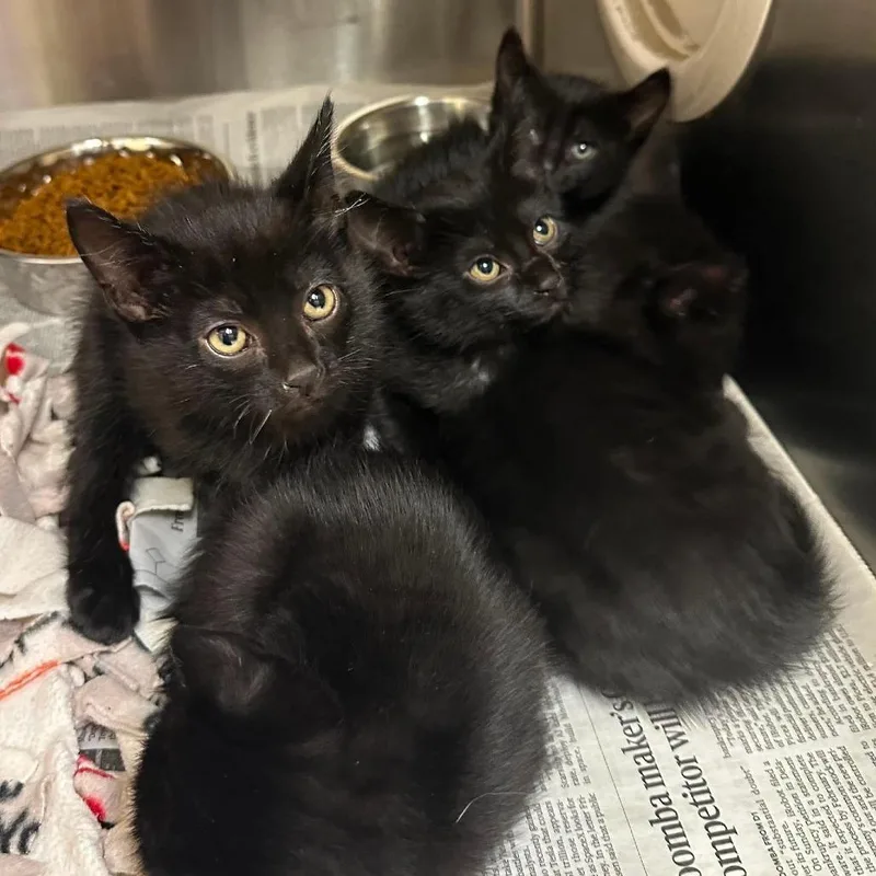 A baby small-sized female Black Domestic Short Hair cat named Canny Dodgeball C for adoption in Princeton, MN