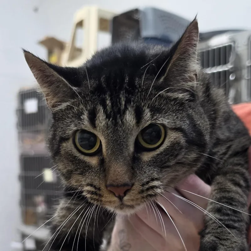 An adult large-sized male Domestic Short Hair cat named Muffin for adoption in Ardmore, OK