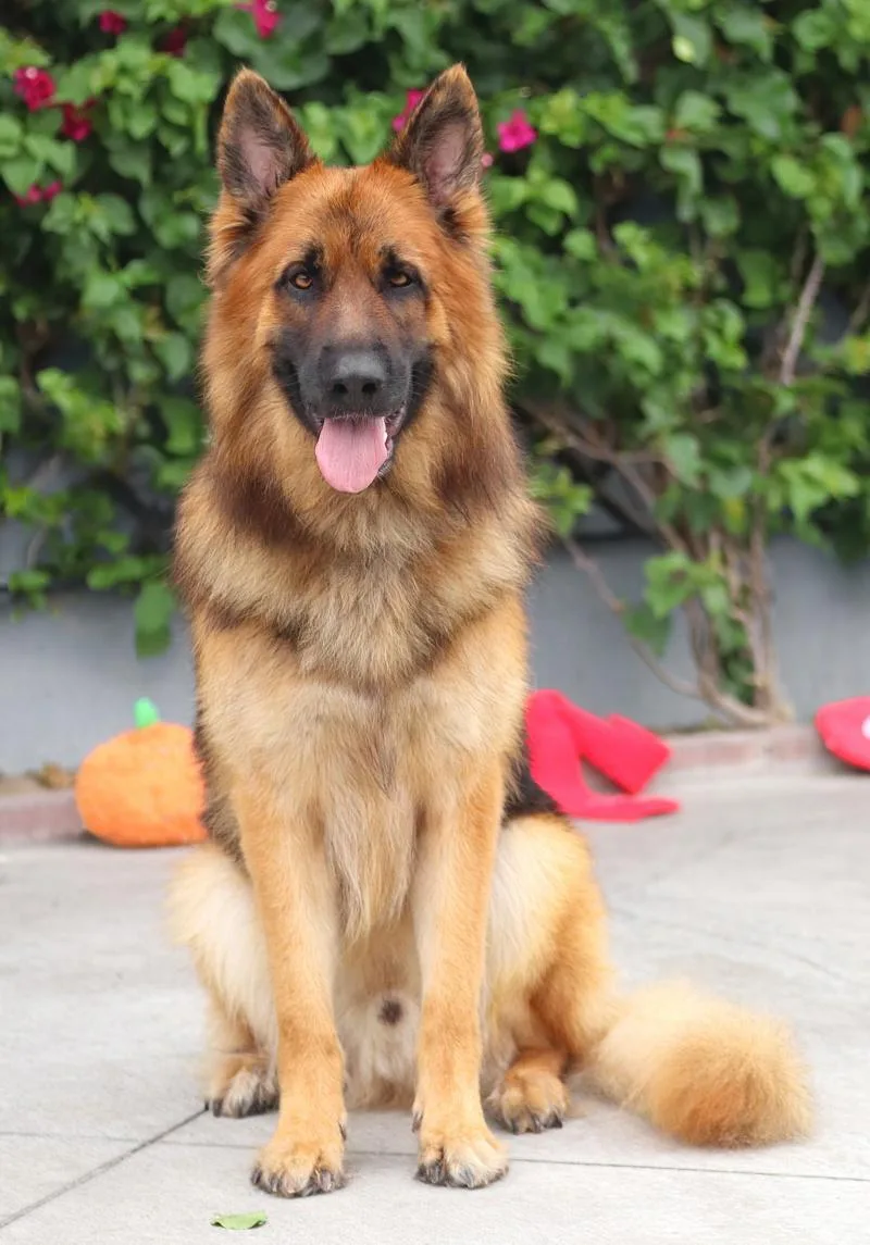 A young large-sized male Black German Shepherd Dog dog named Bolt von Berkheim for adoption in Los Angeles, CA
